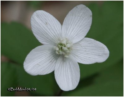 Wood Anemone