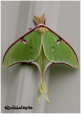 Luna Moth-MaleActias luna #7758