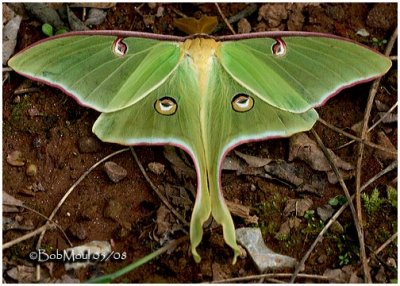 Luna Moth-MaleActias luna #7758