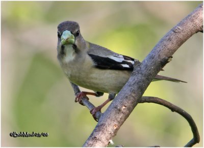 Evening Grosbeak-Female