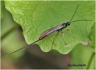 Ichneumon Wasp-Female