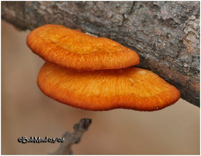 Fungi5