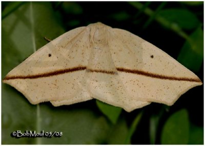 <h5><big>Yellow Slant Line Moth<br></big><em>Tetracis crocallata #6963</h5></em>