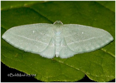 <h5><big>The Bad Wing Moth<br></big><em>Dyspteris abortivaria #7648</h5></em>