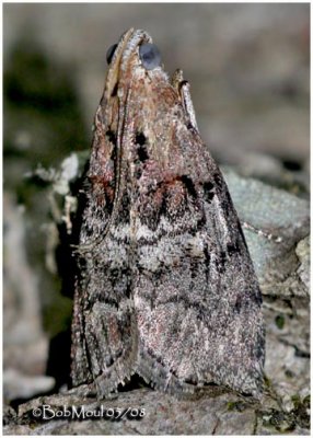 Double-humped Pococera MothPococera expandens #5608