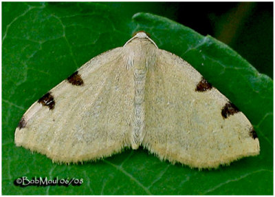 Three-spotted Fillip MothHeterophleps triguttaria #7647