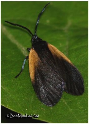 Orange-patched Smoky MothPyromorpha dimidiata #4639