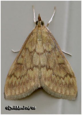 European Corn Borer Moth-FemaleOstrinia nubilalis #4949