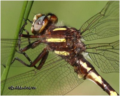 Brown Spiketail-Male