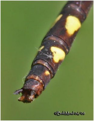 Brown Spiketail-Male Cerci