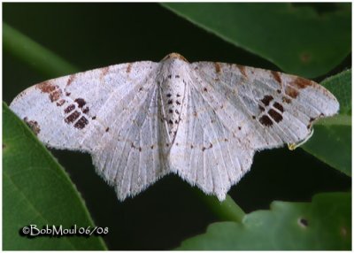 Birch Angle MothMacaria notata #6330