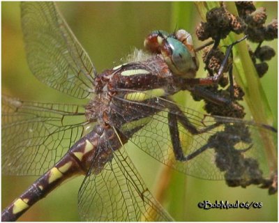 Brown Spiketail-Adult