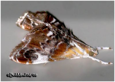 Julia's Dicymolomia MothDicymolomia julianalis #4889