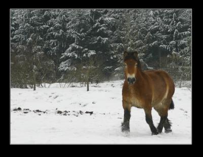 g3/49/17149/3/57067772.cheval1.jpg