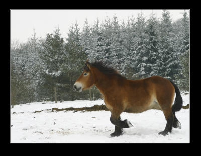 Belgian Horse