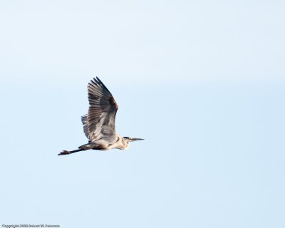 2009 11 27 PB0073a.jpg
