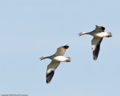 2009 11 27 PC0131a.jpg