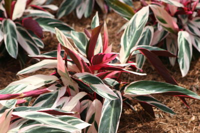 Multi-Colored Ground Cover