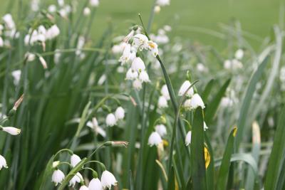 White Snowdrops