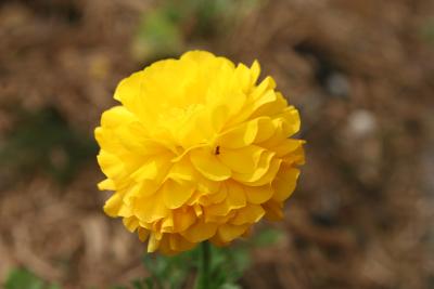 Yellow Mum