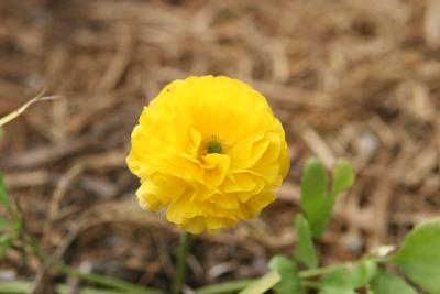 2006 03 10 PA0021r.JPG