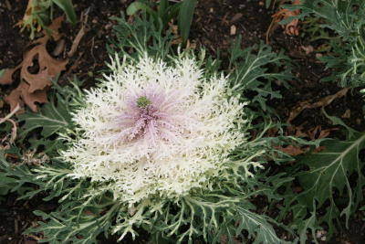 Lacy Cabbage