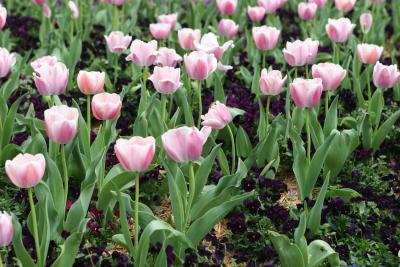 Pink Tulips