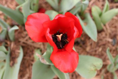 Red Tulip