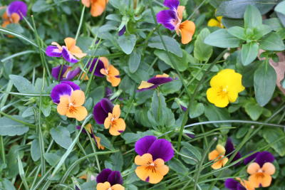 2006 03 10 PA0076r.JPG