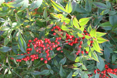 2006 03 10 PA0131r.JPG