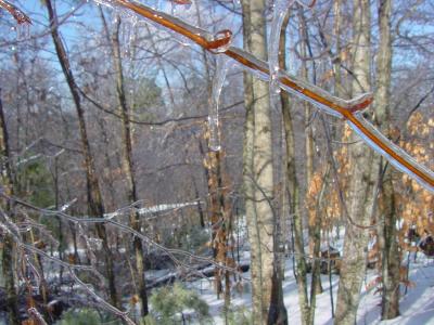 frozen forest