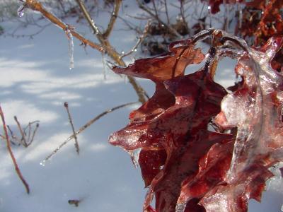 leaves on ice