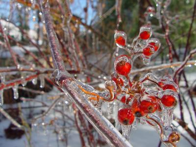 frozen berries