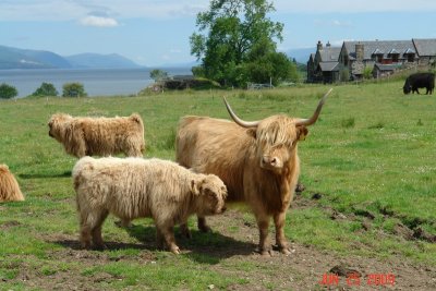 isle of mull_24.JPG