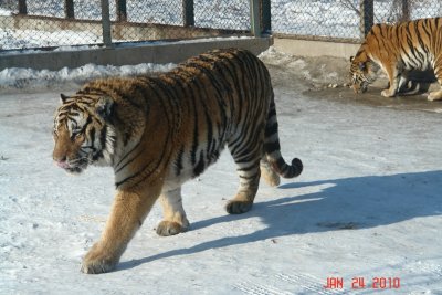 harbin49 tiger park.JPG