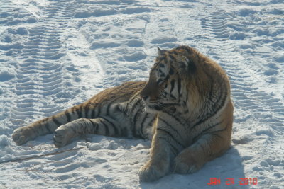 harbin50 tiger park.JPG