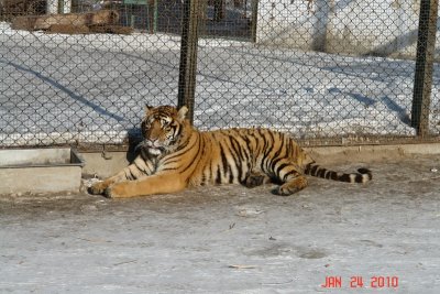 harbin51 tiger park.JPG