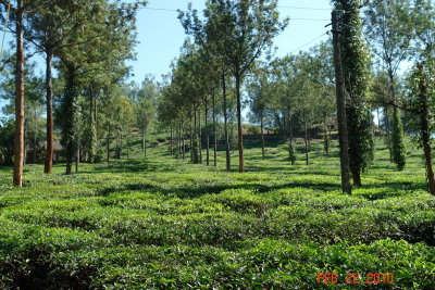 periyar11 tea plantations.JPG