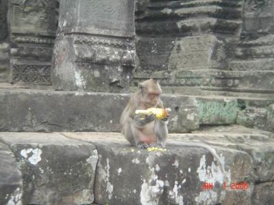 cambodia angkor temples and siem reap056.JPG