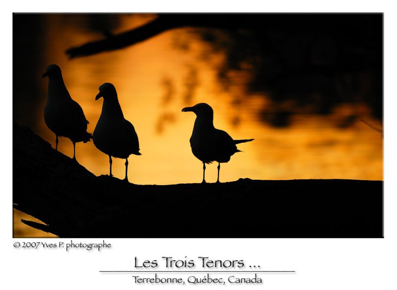 The 3 tenors ...