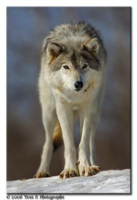 Timber Wolf