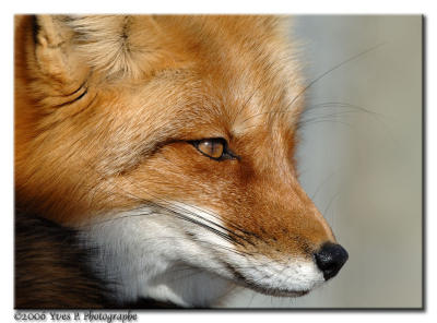 Foxy ...