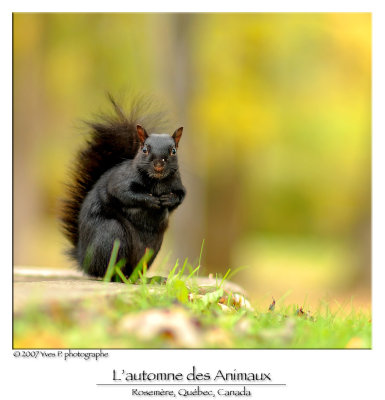 L'automne des animaux ...