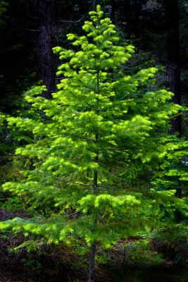 Fir with new growth