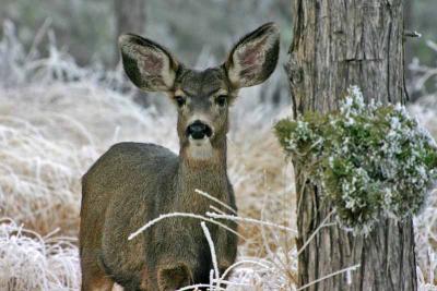 Yearling