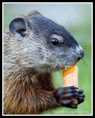 Baby Groundhog