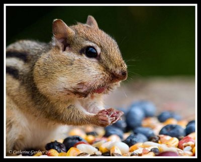 Chipmunk With Special Buffet