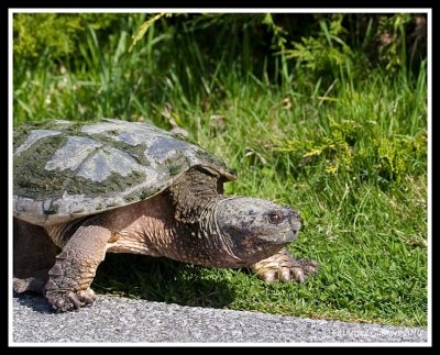 Snapping Turtle