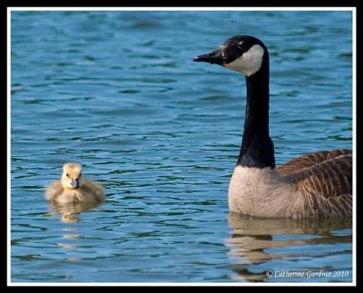 Mom and Gosling