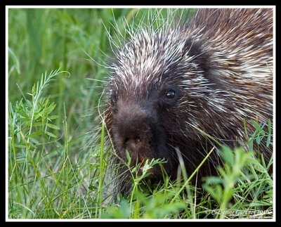 Porcupine